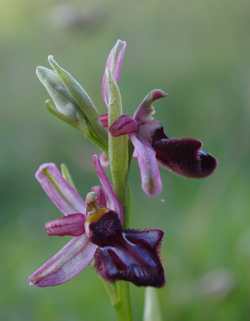 Ibrido Ophrys bertoloniiformis x O. incubacea